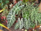 Oreille d'�l�phant, Alocasia sanderiana
