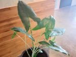L'Alocase zébré ou Alocasia zebrina est du plus bel effet dans un hall d'accueil L'Alocase zébré ou Alocasia zebrina est du plus bel effet dans un hall d'accueil