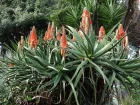 Alos arborescent, Alos candelabre, Corne de blier, Aloe arborescens