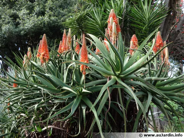 Alos arborescent, Aloe candelabre, Corne de blier, Aloe arborescens