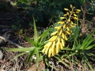 Alos de la Pninsule du Cap, Aloe commixta