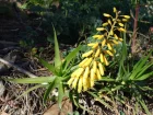 Alos de la Pninsule du Cap, Aloe commixta