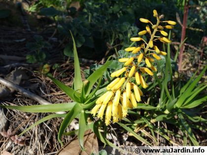 Alo�s de la P�ninsule du Cap (Aloe commixta) : une succulente rare � adopter dans un jardin m�diterran�en
