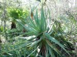 Alos  feuilles rougissantes, Aloe erythrophylla