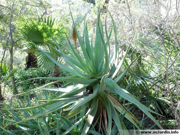 Alos  feuilles rougissantes, Aloe erythrophylla