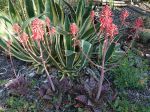 Aloès savon, Aloé maculé, Aloe maculata, Aloe saponaria