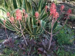Alo�s savon, Alo� macul�, Aloe maculata, Aloe saponaria