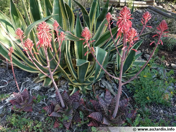 Aloès savon, Aloé maculé, Aloe maculata, Aloe saponaria