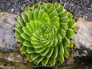 Alo�s spirale du Lesotho, Aloe polyphylla