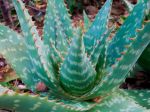 Aloe saponaria Aloe saponaria