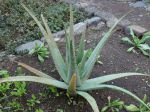 Aloès des Barbades, Aloe vera Aloès des Barbades, Aloe vera