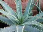 Aloès, Aloe x spinosissima