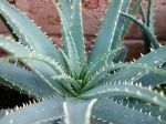 Aloès, Aloe x spinosissima