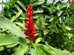 Gingembre rouge, Alpinia purpurata Gingembre rouge, Alpinia purpurata