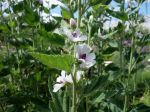 Guimauve, Mauve officinale, Althaea officinalis Guimauve, Mauve officinale, Althaea officinalis