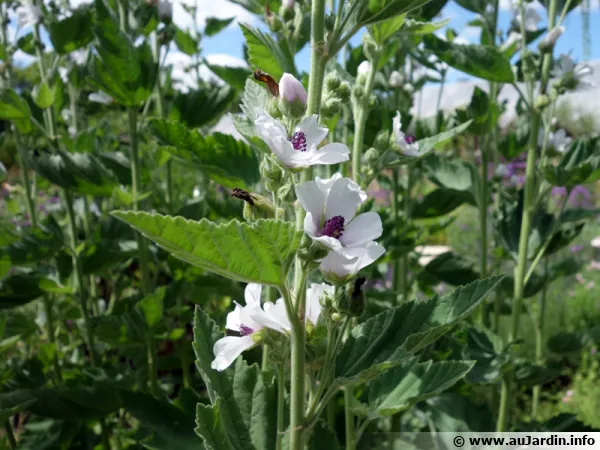 Guimauve, Mauve officinale, Althaea officinalis