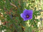 Hibiscus bleu d'Australie, Alyogyne huegelii 'Santa Cruz' Hibiscus bleu d'Australie, Alyogyne huegelii 'Santa Cruz'