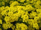 Corbeille d'or, Alyssum saxatile