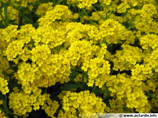 Corbeille d'or, Alyssum saxatile