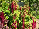 Amarante, Queue-de-renard, Amaranthus caudatus