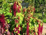 Amarante, Queue-de-renard, Amaranthus caudatus Amarante, Queue-de-renard, Amaranthus caudatus