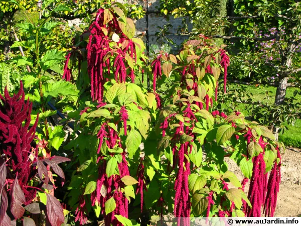 Amarante, Queue-de-renard, Amaranthus caudatus