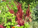 Amarante t�te d'�l�phant, Epinard chinois, Amaranthus tricolor