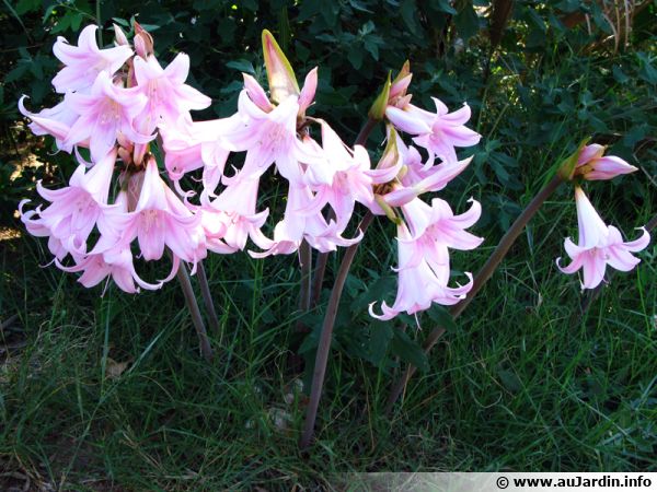 Lis belladonne, Amaryllis belladonna : planter, cultiver, multiplier