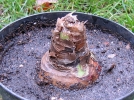 Planter les bulbes  la bonne profondeur