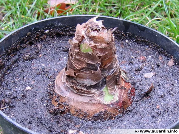Le bulbe de l'amaryllis doit être enterré à moitié