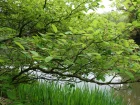 Amlanchier lisse, Amelanchier laevis