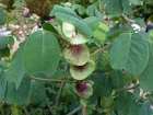 Amicie  fleurs jaunes, Amicia zygomeris