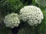 Khella, Noukha, Ammi visnage, Ammi visnaga