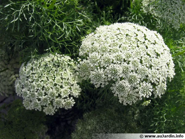 Khella, Noukha, Ammi visnage, <i>Ammi visnaga</i>