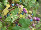 Vigne vierge de Delavay, Vigne vierge trifide, Ampelopsis delavayana