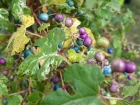 Vigne vierge de Delavay, Vigne vierge trifide, Ampelopsis delavayana