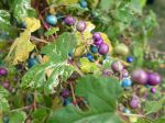 Fruits de la vigne vierge de Delavay (Ampelopsis delavayana) appelés baies de porcelaines