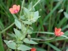 Mouron rouge, Mouron des champs, Anagallis arvensis