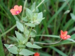 Mouron rouge, Mouron des champs, Anagallis arvensis