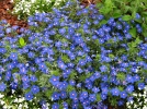 Mouron de Monnellus, Mouron de monel, Anagallis bleu, Mouron bleu, Lysimachia monellii