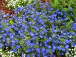 Mouron de monellus, Mouron de monel, Anagallis bleu, Mouron bleu, Lysimachia monellii Mouron de monellus, Mouron de monel, Anagallis bleu, Mouron bleu, Lysimachia monellii