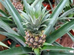 Ananas cultiv�, Ananas-fruit, Ananas comosus