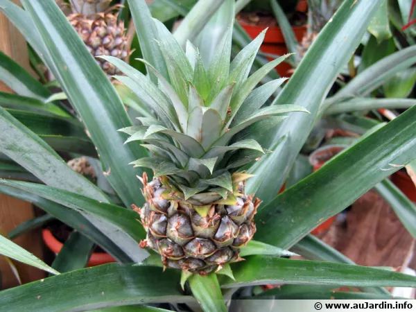 Ananas cultiv, Ananas-fruit, Ananas comosus