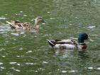 Canard colvert ♂ ♀, Anas platyrhynchos