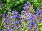 Buglosse d�Italie, Buglosse azur�e, Anchusa azurea