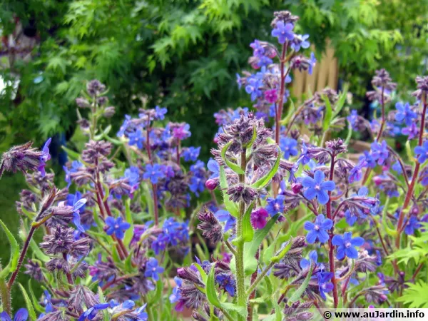 Buglosse dItalie, Buglosse azure, Anchusa azurea