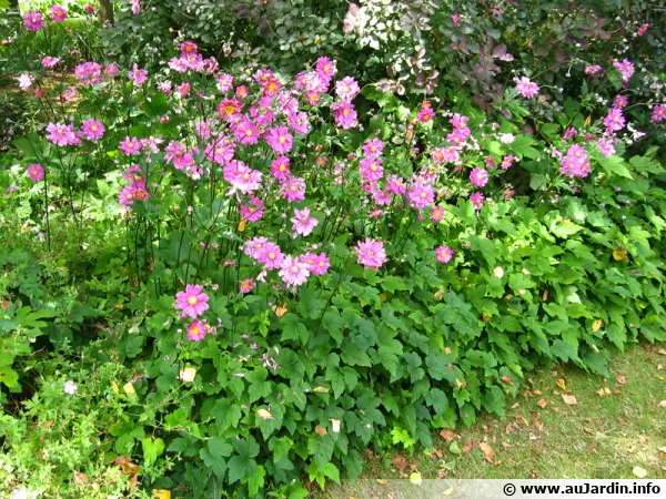Anémone du Japon, Anemone hupehensis var. Japonica