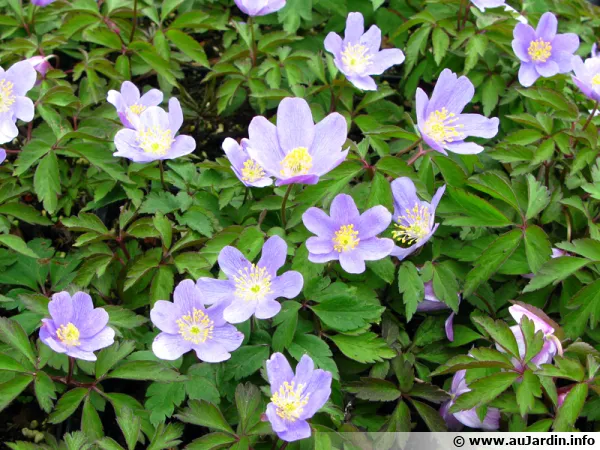 Anemone nemorosa 'Robiensoniana'