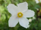 Anmone sauvage, Anmone sylvestre, Anemone sylvestris