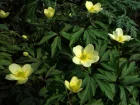 Anmone intermdiaire, Anemone x lipsiensis